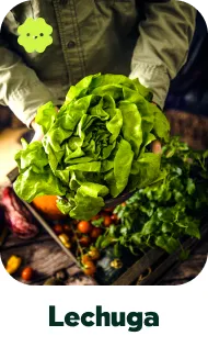 lechuga