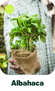 albaca