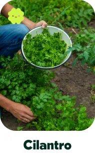 cilantro